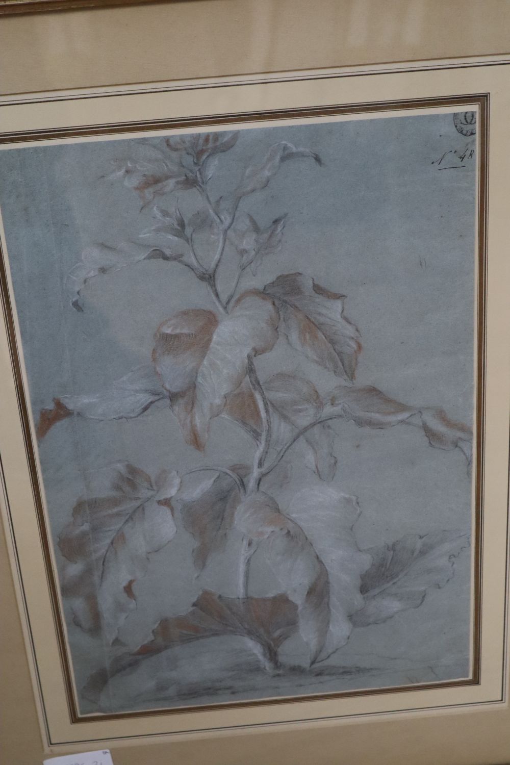 Old Master, two charcoal and chalks, Botanical studies, largest 48 x 34cm